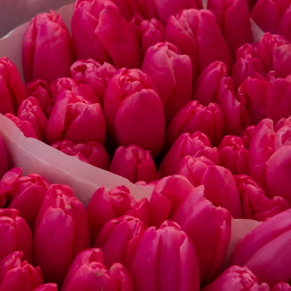 Тюльпаны 19шт. нереальный оттенок Тюльпаны 19шт. нереальный оттенок